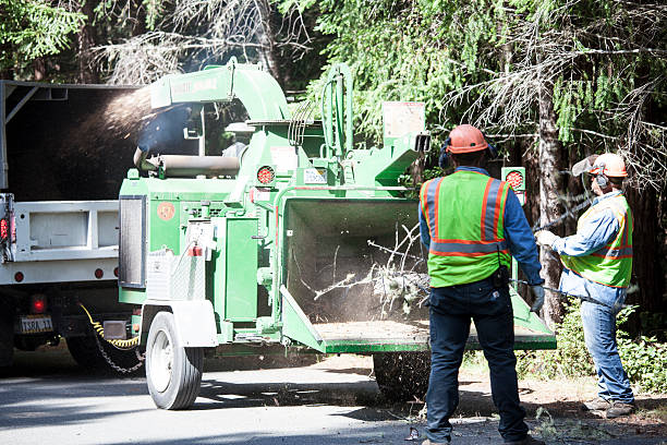 Trusted Fort Valley, GA Tree Care Experts